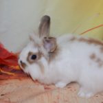 Baby Lionhead rabbits for sale