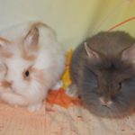 Baby Rabbits Lionheads for sale uk