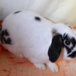 Mini Lops Rabbits For Sale