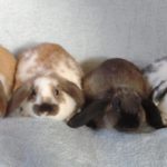 Baby Rabbits Mini Lops