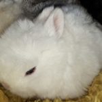 Baby Rabbits Netherland Dwarfs